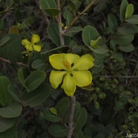 Ochna obtusata DC.
